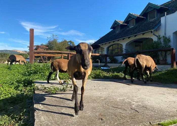 Volgy Major Kismaros